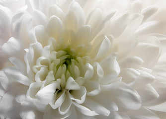 Closeup of a White Chrysanthemum Flower