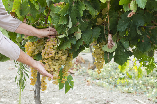 Persona cosecha uvas en la viña