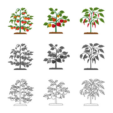 Isolated object of greenhouse and plant symbol. Collection of greenhouse and garden stock vector illustration.