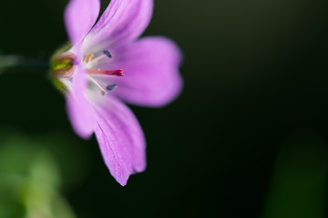 closeup of purple flower