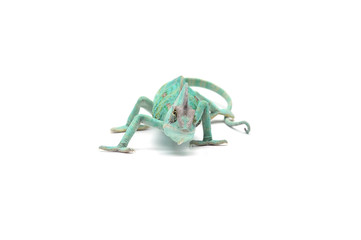 Veiled Chameleon isolated on white background