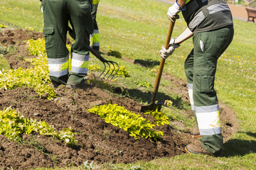 gardeners working with hand  tools in municipal garden