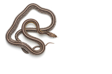 Corn snake isolated on white background