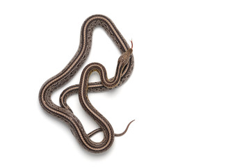 Corn snake isolated on white background