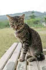 Naklejka na ściany i meble grey stripe cat sitting on grey wooden bench, looking at camera. close up selective focusing shot