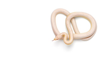 Corn snake isolated on white background