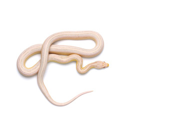 Corn snake isolated on white background