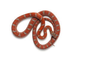 Corn snake isolated on white background