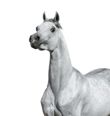 Gray Arabian horse on white background.
