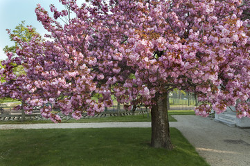 Fototapeta na wymiar arbre en fleur