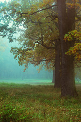 autumn forest with a glade