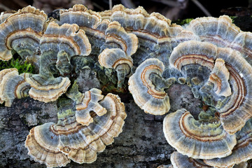 Beautiful colorful blue turkey tail mushrooms (Trametes versicolor) is used in traditional medicine...