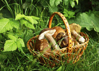 white mushrooms in a basket