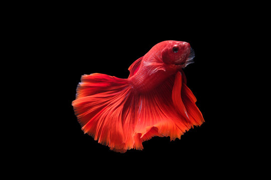 Betta Fish