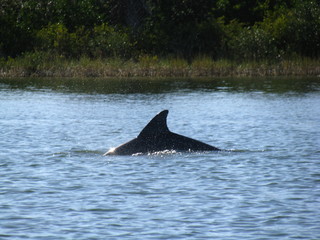 dolphin
