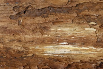 Wooden plank background 