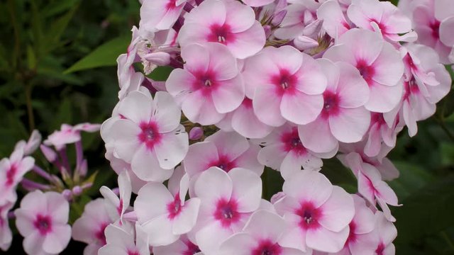 Beautiful pink phlox inflorescence closeup. Pink flowers of a Bush close-up. 4k