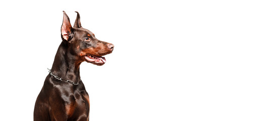 Doberman dog sits on red pillow against white isolated background.
