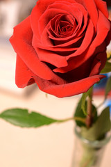 Fototapeta premium Red Rose in a Vase