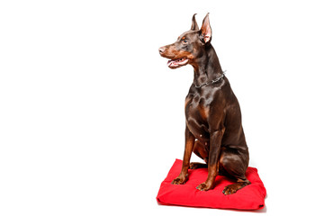Doberman dog sits on red pillow against white isolated background.