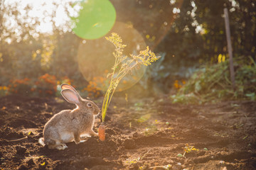 Rabbit hare on backdrop of garden. Sun light.