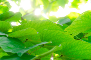 Beautiful light of sunset on green leaf in the forest,select focus.