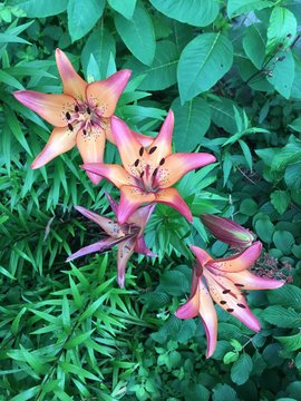 Tiger Lillies