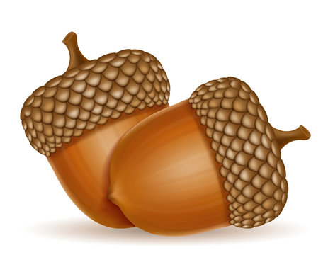 autumn oak acorns vector illustration