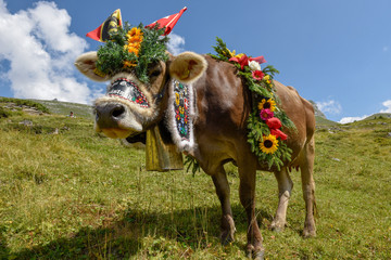 Decorated cow on the annual transhumance at Engstlenalp on Switzerland - obrazy, fototapety, plakaty
