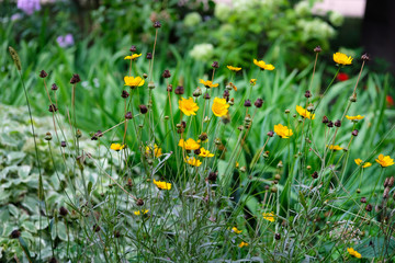 Blooming wild flowers on the meadow in village. Composition of nature. Selective focus on yellow flowers.