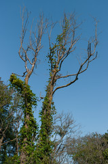 Dried trees covered with climbing plants. These trees have dried because of the heat and lack of water.