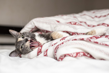 Cute cat lying in bed under the covers and yawns. Close-up.