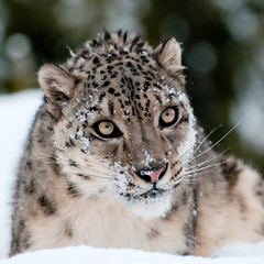 Snow Leopard Portrait