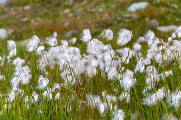 Lots of cotton grass waving in the wind
