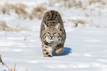 Prowling Bobact