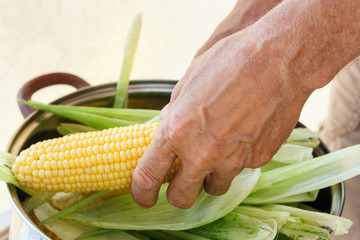Farmer holding corn cobs in hand on the background of  wall
