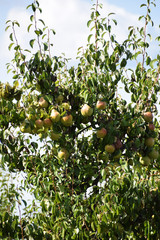 Juicy pears on a tree in orchard