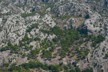 Some trees that grow in rocky terrain.