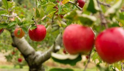 Fresh Apple tree farm
