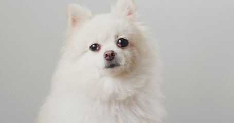 Pomeranian dog over white background