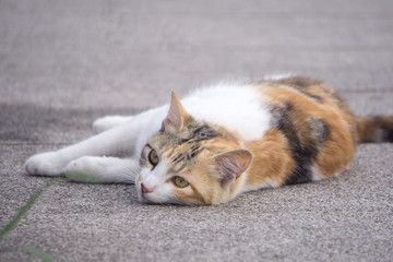 体を擦り付ける猫
