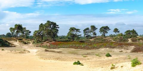 Fototapeta na wymiar Panorama of the Aekingerzand national park in Appelscha, The Netherlands