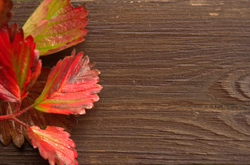 Naklejka na ściany i meble Red autumn leaves in drops of rain lie on a wet brown, old Board.