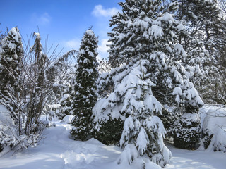 Real winter. Pines, spruce and shrubs are covered with white fluffy snow.