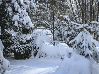 Real winter. Pines, spruce and shrubs are covered with white fluffy snow.