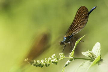 Insectes du Marais de Montfort - Is&egrave;re.