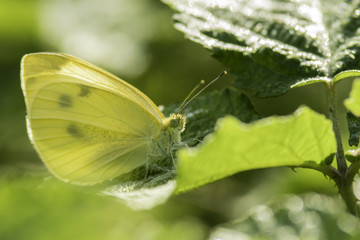 Insectes du Grésivaudan - Isère.