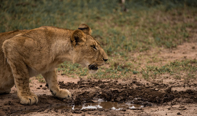Lion Drinking