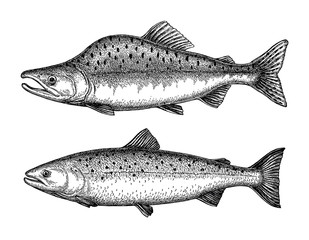 Ink sketch of pink humpback salmon.