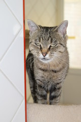 chat